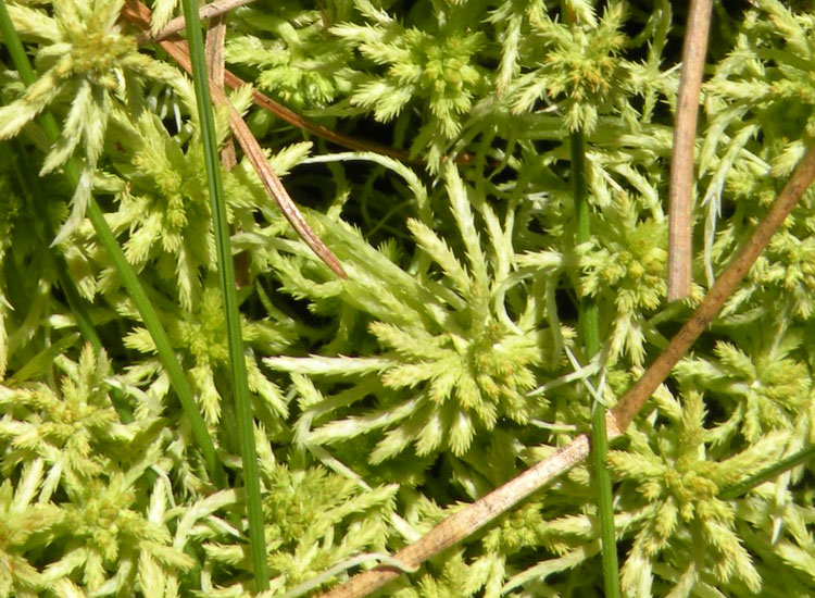 Muschio in prato umido 1